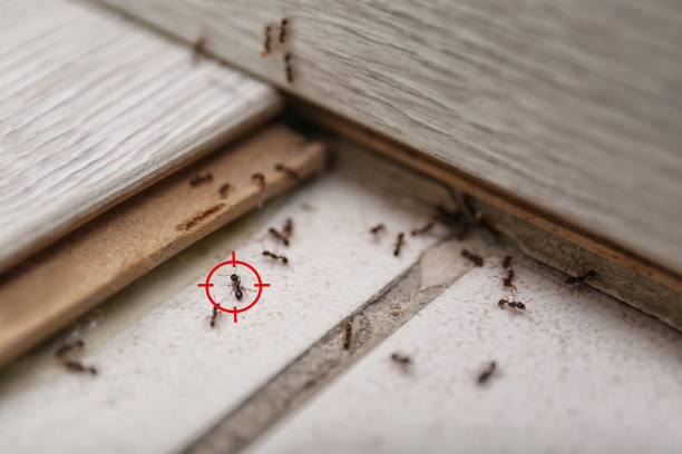 Best Residential Pest Control  in Henderson, TX