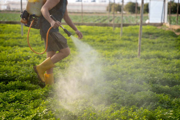 Best Pest Removal Services  in Henderson, TX