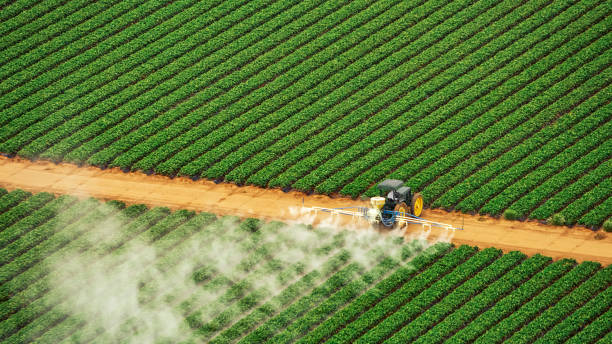 Best Pest Removal Services  in Henderson, TX
