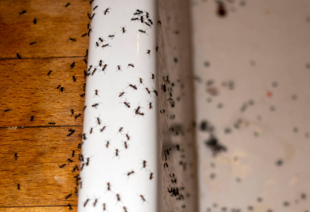 Best Ant Control Services  in Henderson, TX