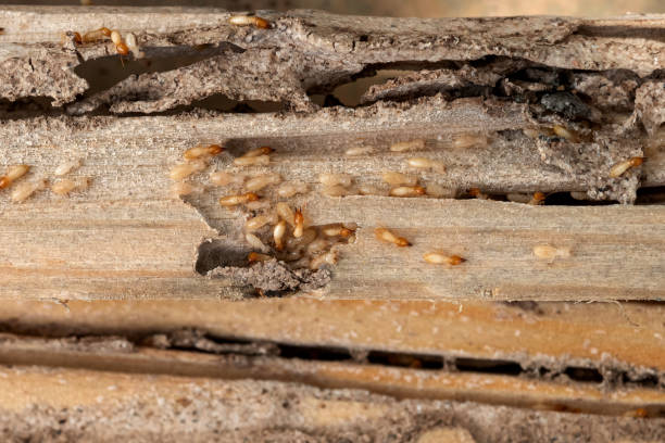 Best Flea Control Services  in Henderson, TX