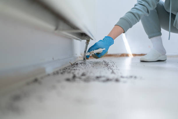 Flea Control Services in Henderson, TX