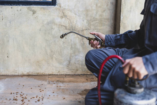 Best Best Pest Control Companies  in Henderson, TX
